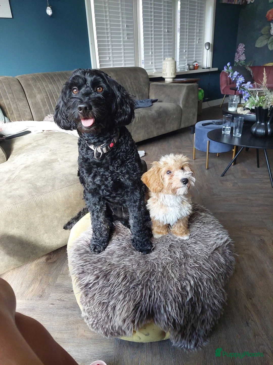 Kruising honden te koop: Het is bijna zover!  - Advertentie 12