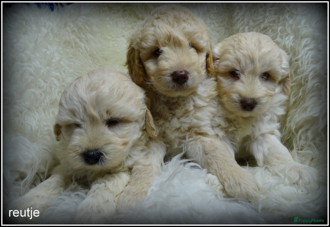 Labradoodle honden te koop: Labradoodle pups F4 +/- 45 cm - Advertentie 2