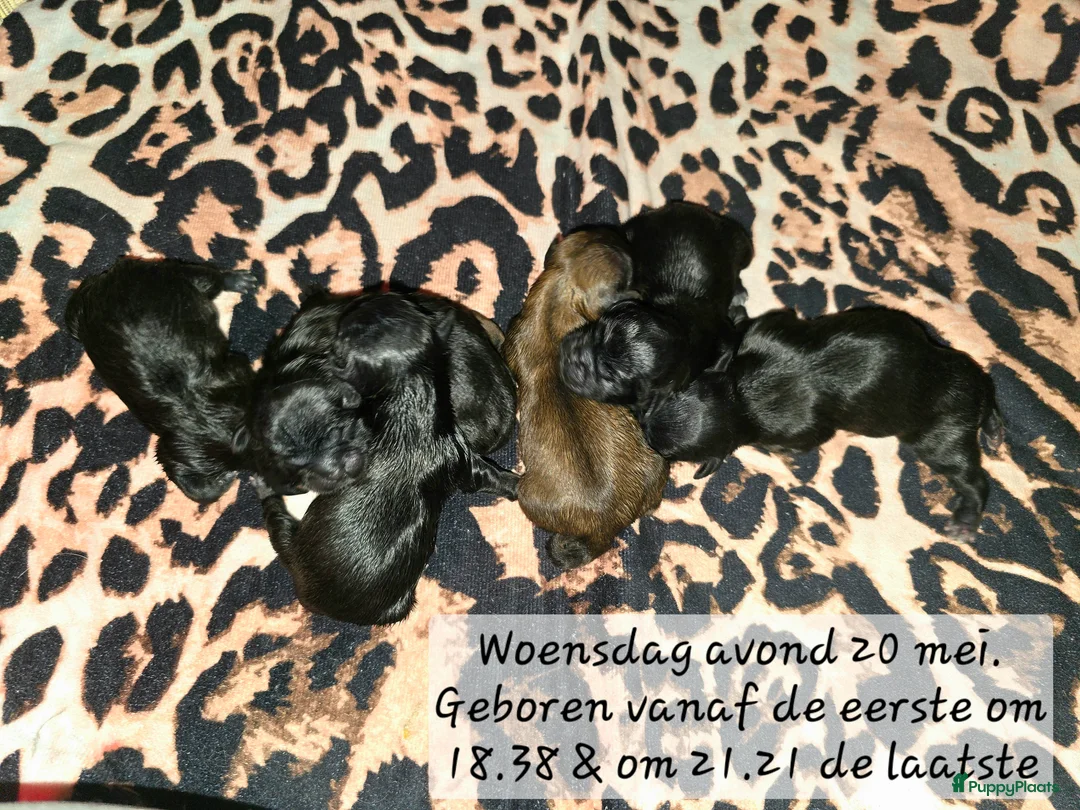 Kruising honden te koop: Prachtige Boomer Pups, Net Geboren 🖤🤎 - Advertentie 2