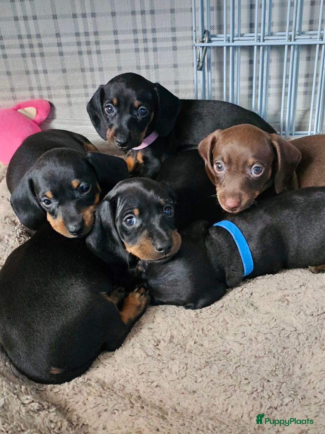 Teckel (korthaar)  honden te koop: Teckel puppy - Advertentie 3