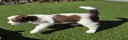 Kooikerhondje honden te koop: 3prachtige 100% zuivere kooiker reutjes aangeboden - Advertentie 10