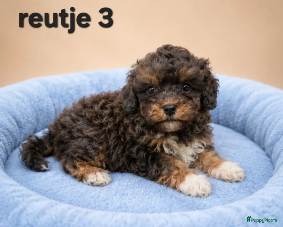 Kruising honden te koop: Prachtige boomer pups. Shih tzu maal maltezer. - Advertentie 15