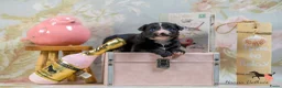 Australian Shepherd honden te koop: Mini Australian Shepherd pups - Advertentie 6