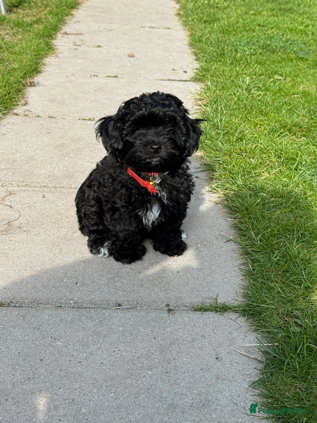 Maltipoo honden te koop: Maltipoo teefje in Oosterhout - Advertentie 6