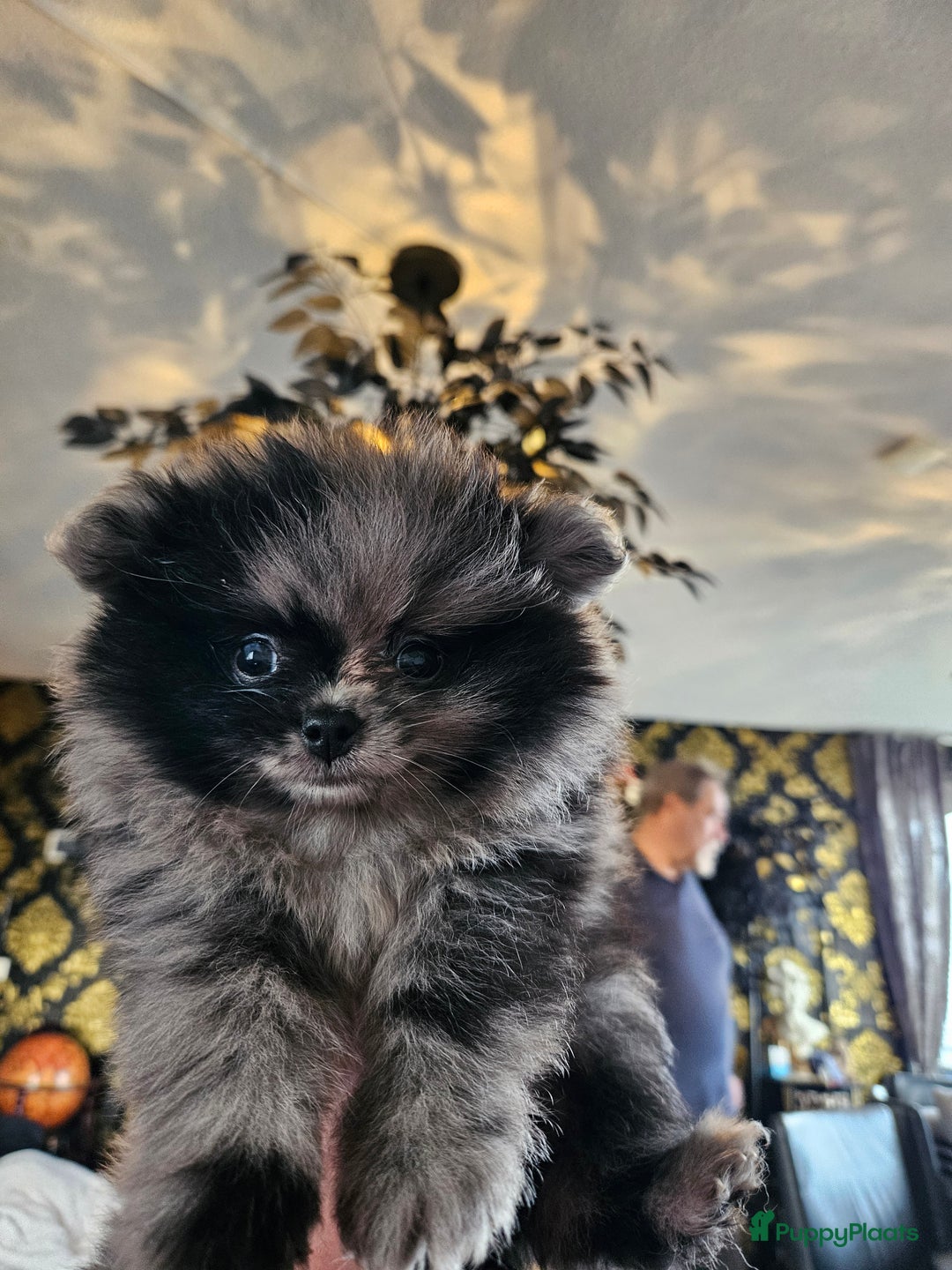 Pomeriaan honden te koop: mooie pomeriaan pups - Advertentie 5