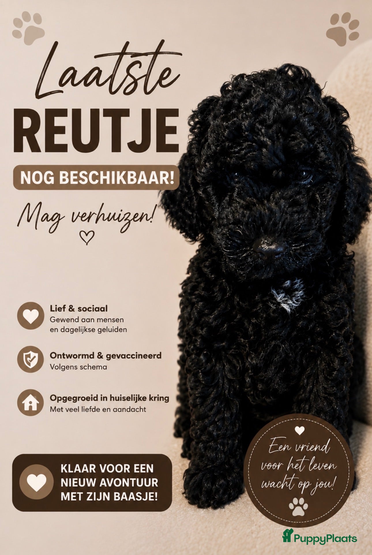 Labradoodle honden Nog 1 Mini labradoodle pup beschikbaar  - Advertentie 1