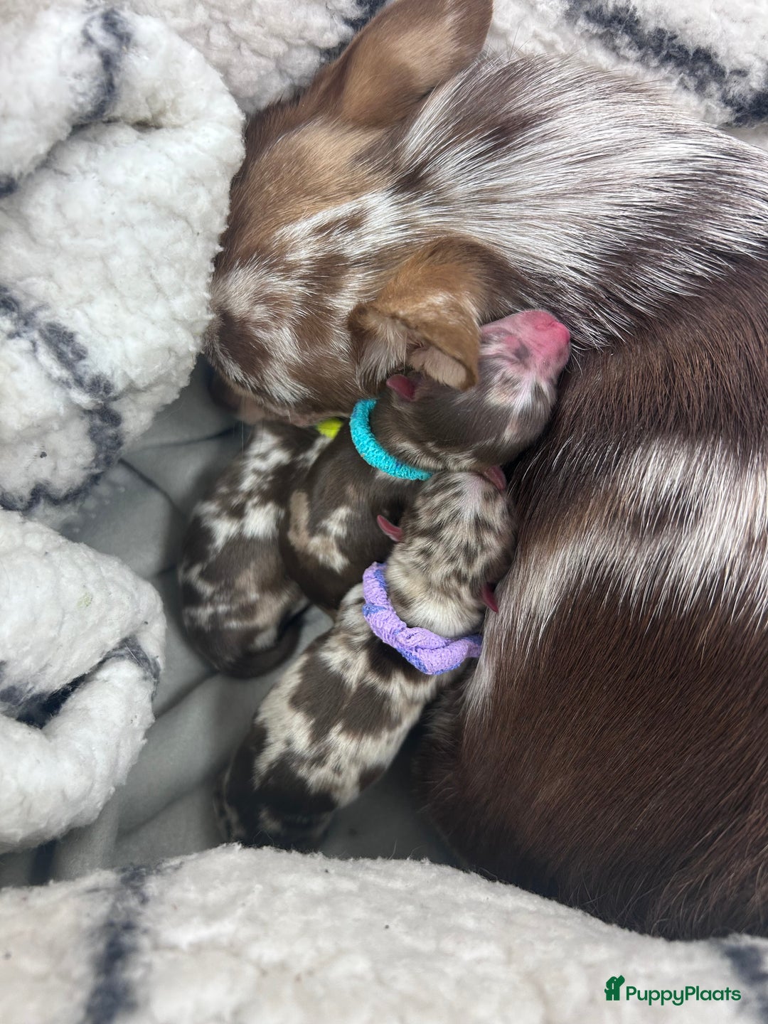 Chihuahua honden te koop: 6 lieve Chihuahua puppy’s - Advertentie 1