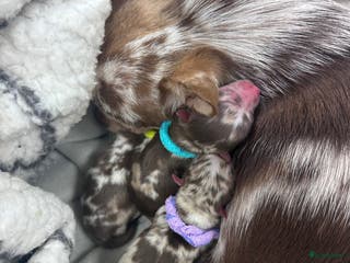 Chihuahua honden 3 lieve Chihuahua puppy’s - Advertentie 4