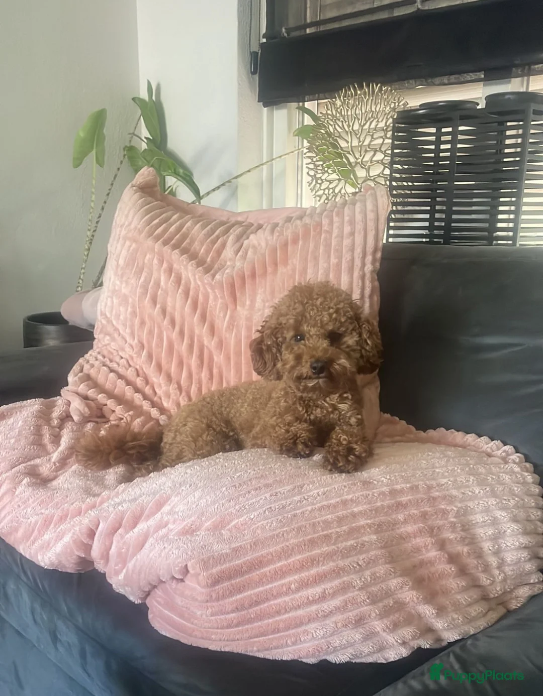 Poedel Toy honden te koop: Toy poedel pups lief, speels en opgegroeid in huis - Advertentie 7