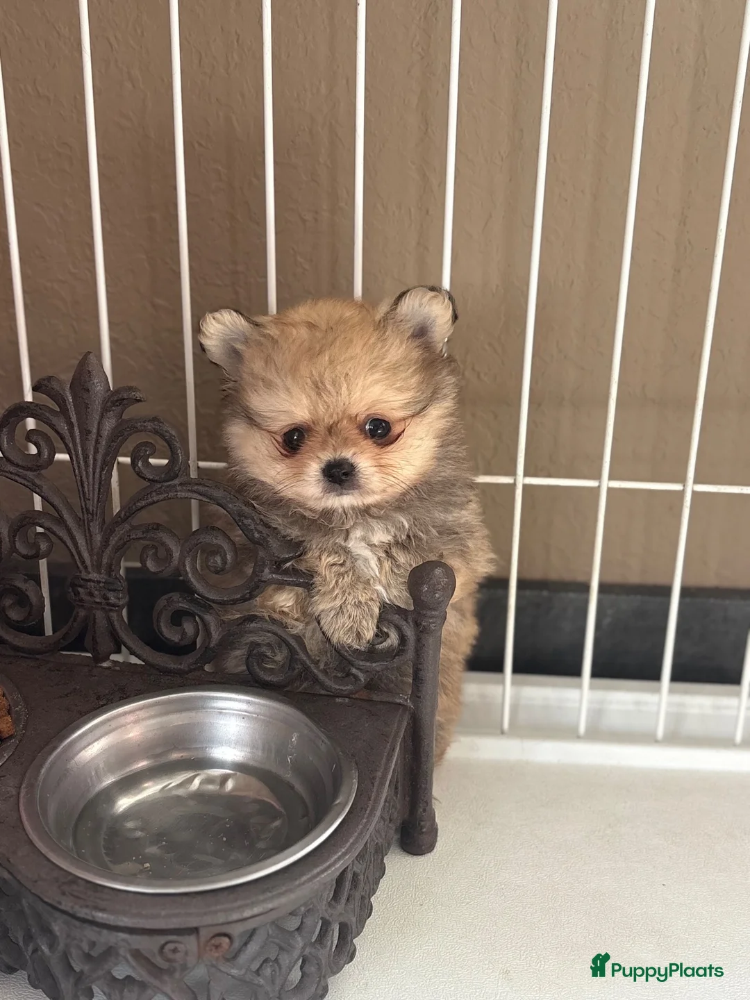 Pomchi honden te koop: Pompchi pup reutje - Advertentie 2