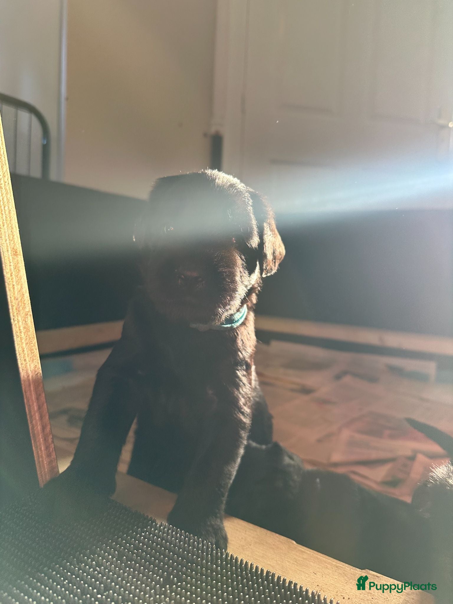 Riesenschnauzer honden Riesenschnauzer puppy’s mer stamboom - Advertentie 1