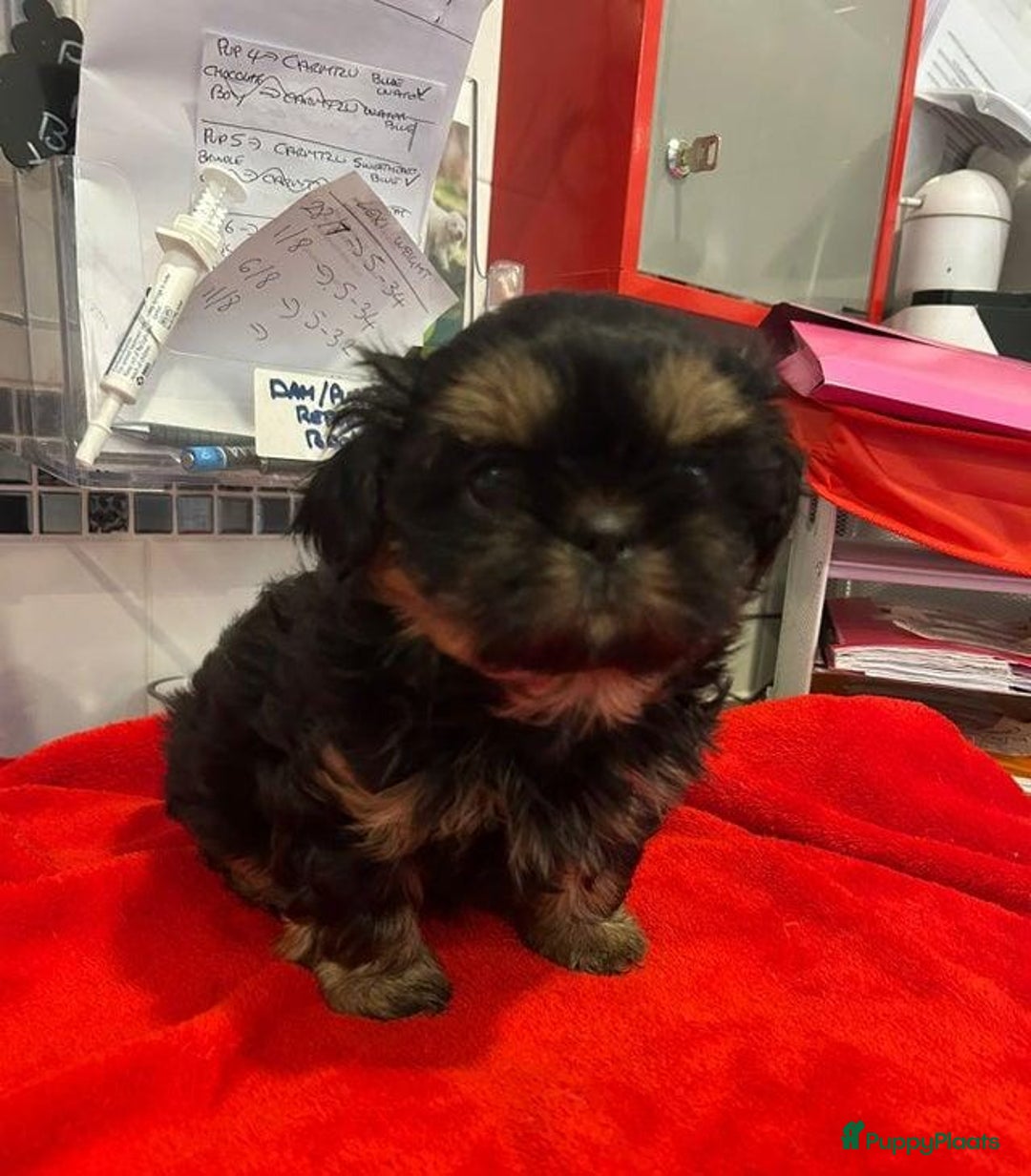 Shih Tzu honden te koop: Imperial Shih Tzu puppy's  - Advertentie 16