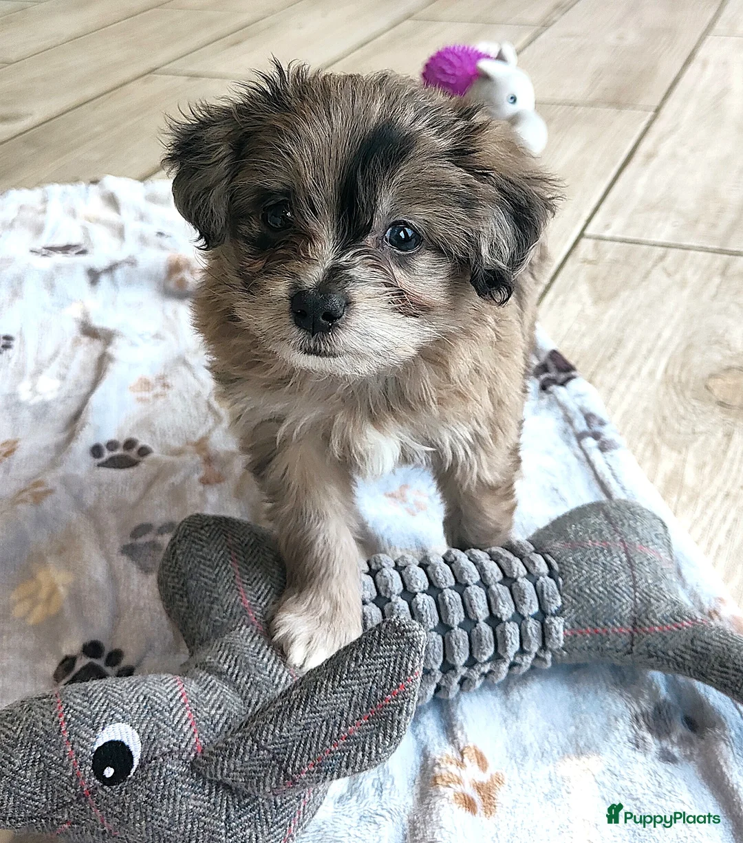 Kruising honden te koop: speelse boomer pups beide ouders aanwezig - Advertentie 4