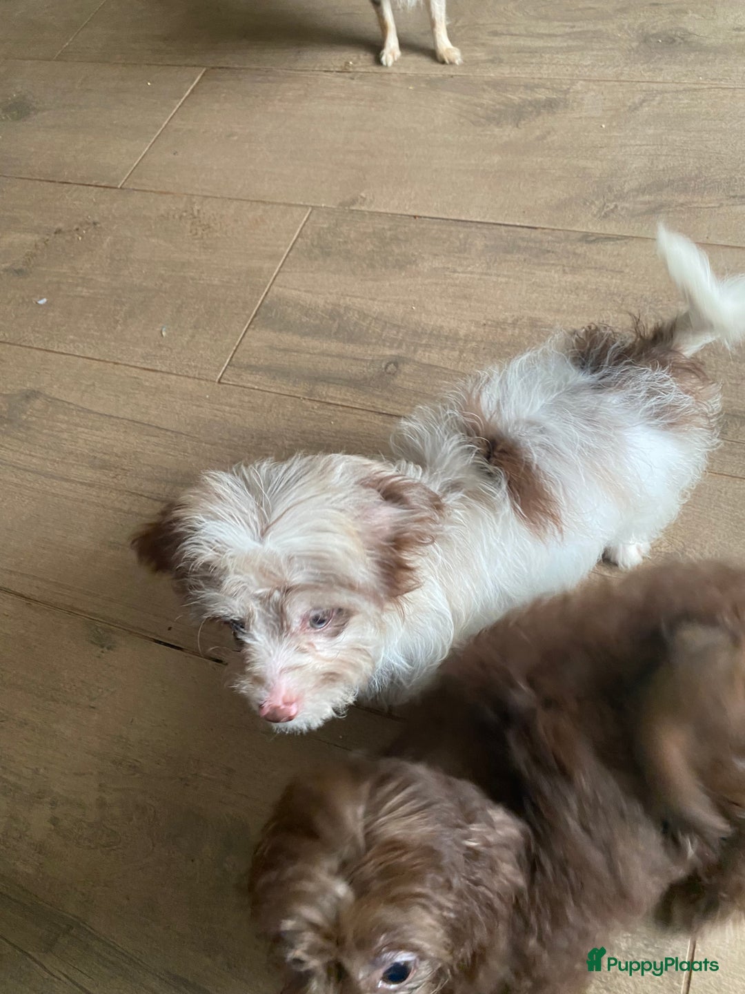 Shihpoo honden te koop: Shipoo pups bont en choco  - Afbeelding 4