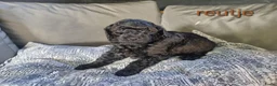 Poedel Toy honden te koop: Toypoedel pups in Oosterwolde - Advertentie 5