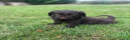 Australian Labradoodle honden te koop: Australian labradoodle puppy’s  - Advertentie 6