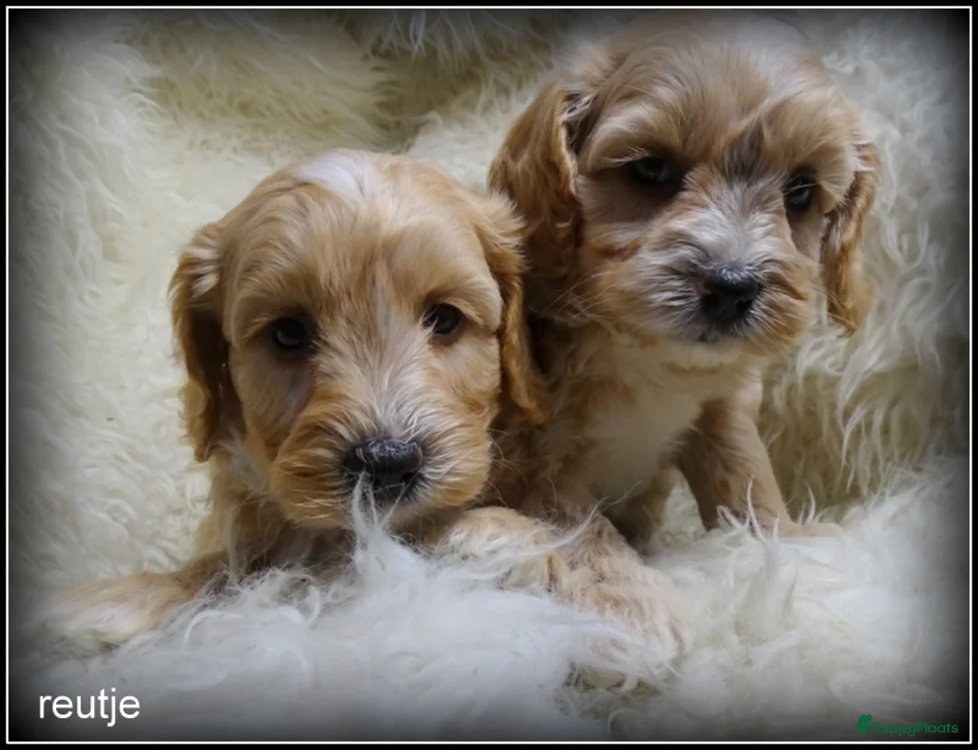 Maltipoo honden te koop: Maltipoo F1b pup reutje - Advertentie 14
