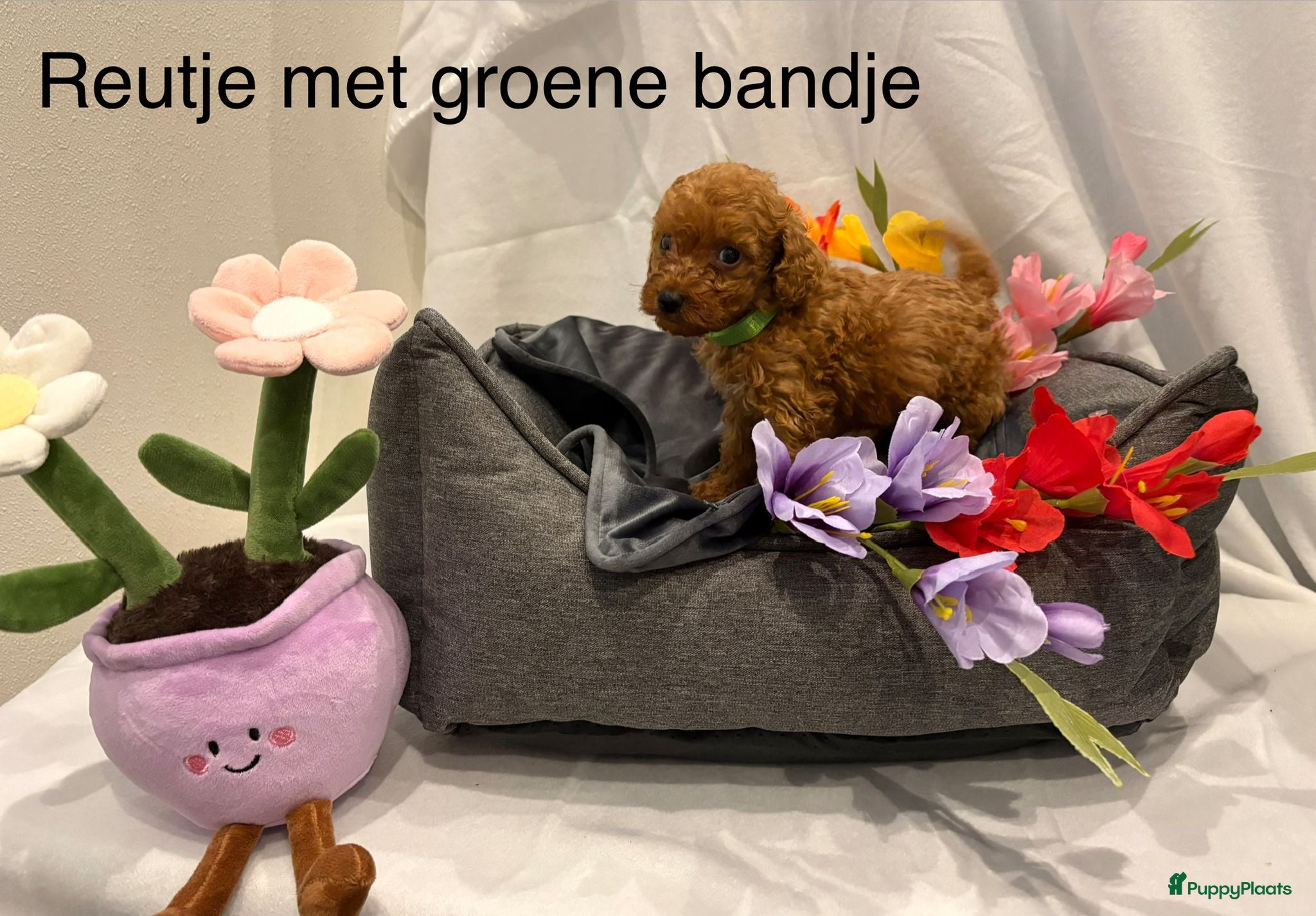 Poedel Toy honden Toy poedel puppy's - Advertentie 1