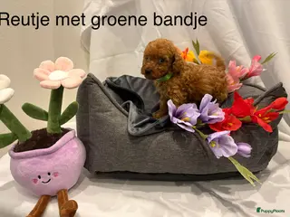 Poedel Toy honden Toy poedel puppy's - Advertentie 1