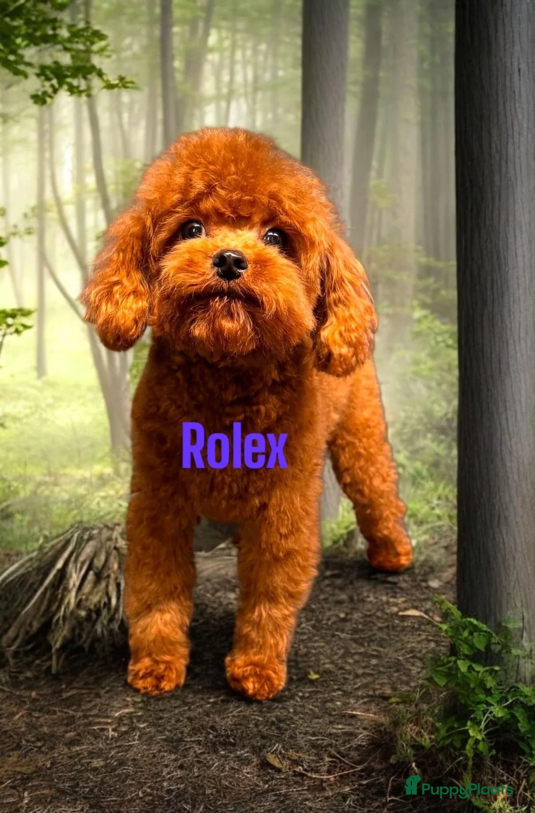 Poedel Toy honden te koop: Mooie roodkleurige Toy poedel pup te koop. - Advertentie 8