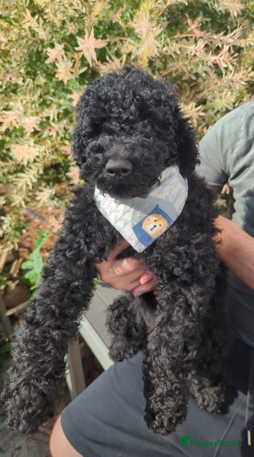 Australian Labradoodle honden Australian Labradoodle-teefje uit geteste ouders  - Advertentie 1