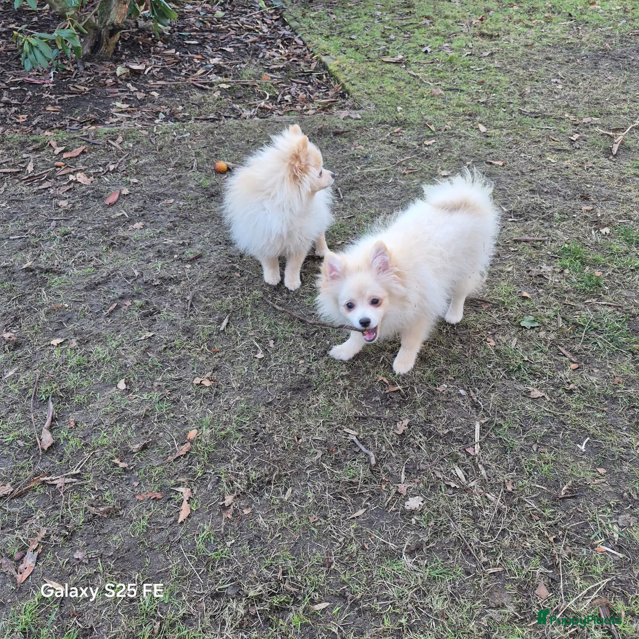 Pomeriaan honden VREUGDE VOOR ELKE ZORGZAME FAMILIE!!! - Advertentie 2