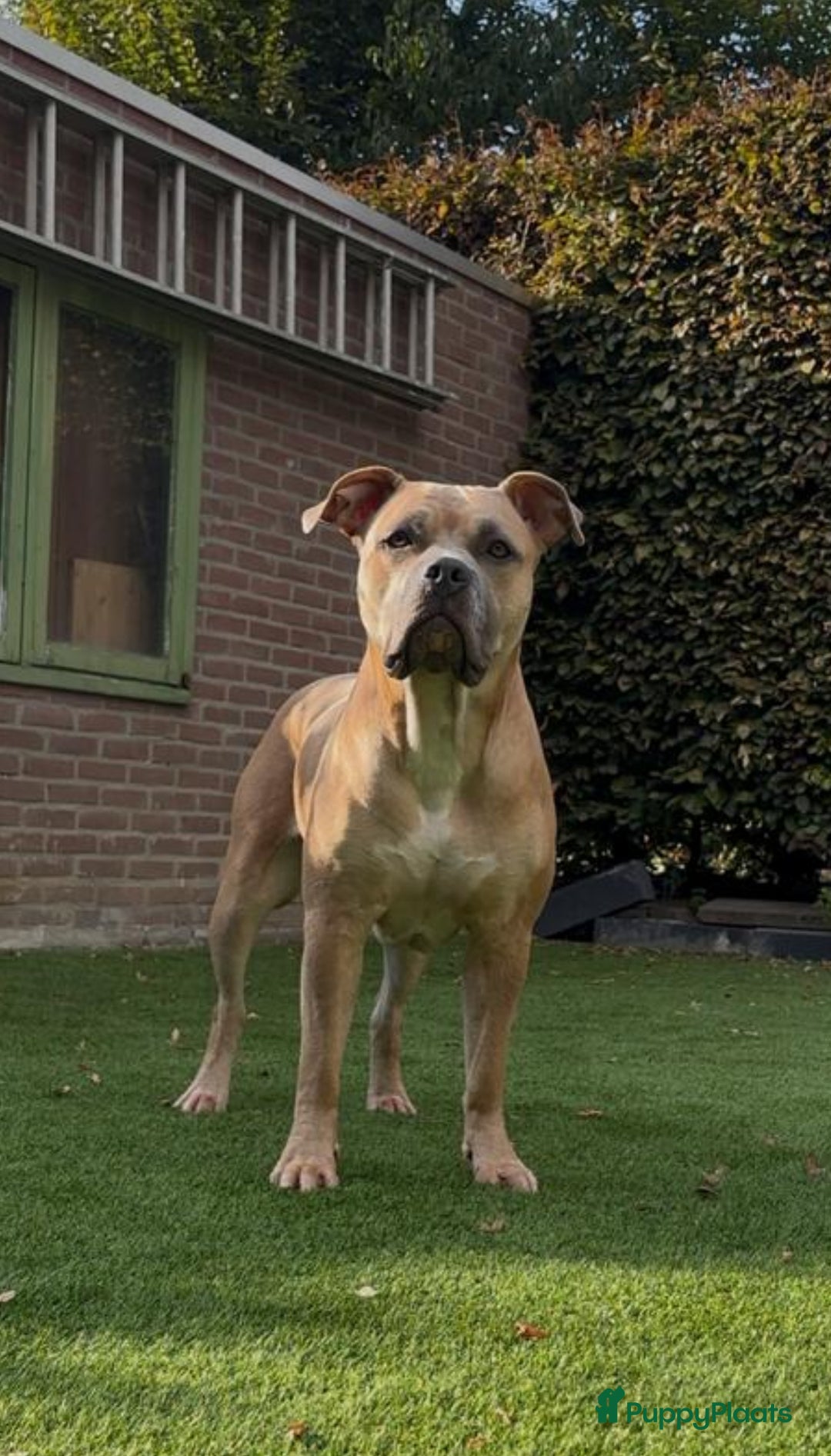 Amerikaanse Bully honden te koop: American Bully Xl pups - Advertentie 21