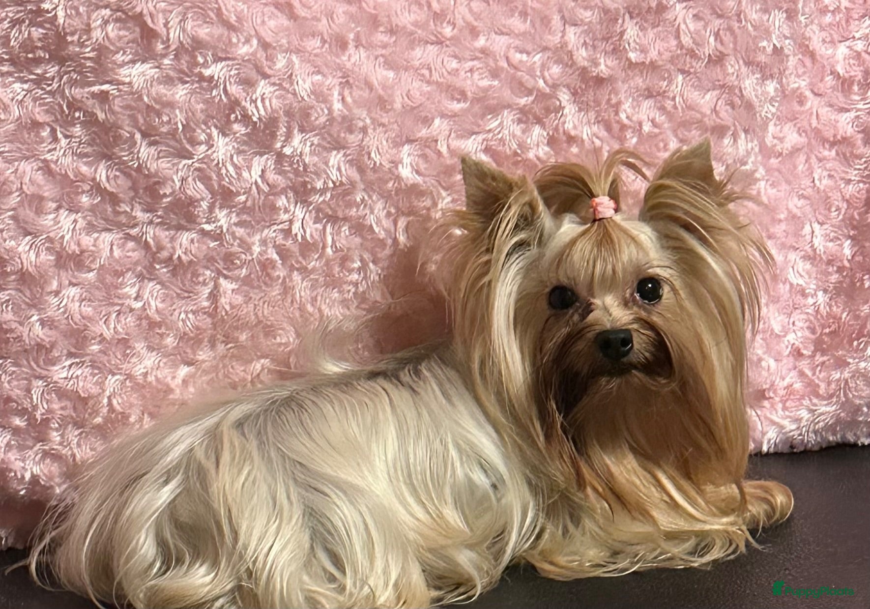 Biewer Terrier honden Yorkshire Terrier teefje - Advertentie 16
