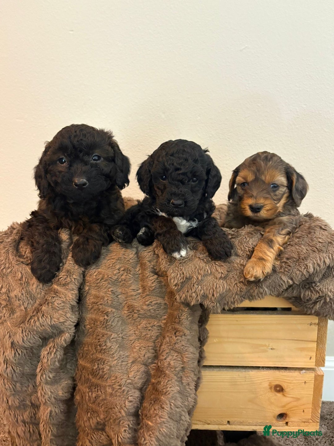 Maltipoo honden te koop: Maltipoo mini pup - Advertentie 6