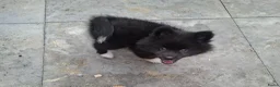 Pomsky honden te koop: Pomsky reu mag het nest verlaten! - Advertentie 9