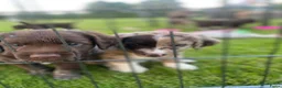 Kruising honden te koop: Prachtige pups Heidewachtel/ Australian Shepperd - Advertentie 8
