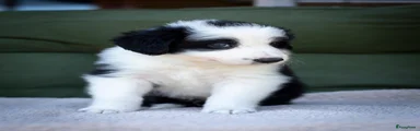 Border Collie 2