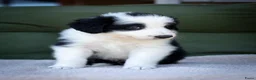 Border Collie honden te koop: FCI stamboom Bordercollie pups te koop 🩷🩵🩵🩵 - Advertentie 3