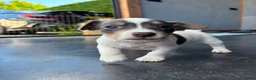 Jack Russel Terriër honden te koop: Jack Russel pups - Advertentie 6