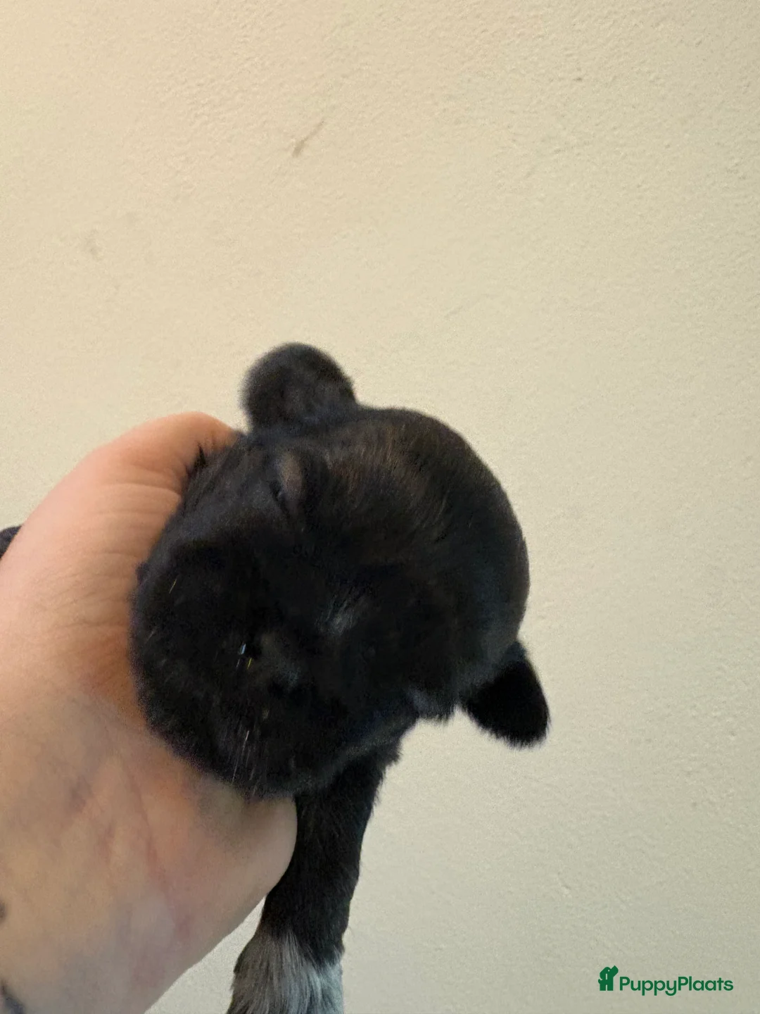 Shih Tzu honden te koop: Boomertjes - Advertentie 6