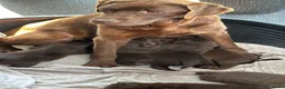 Labrador Retriever honden te koop: Prachtige bruine Labrador pups te koop  - Advertentie 2