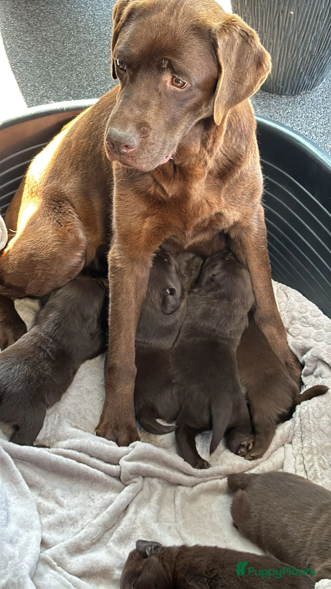 Labrador Retriever honden te koop: Prachtige bruine Labrador pups te koop  - Advertentie 2