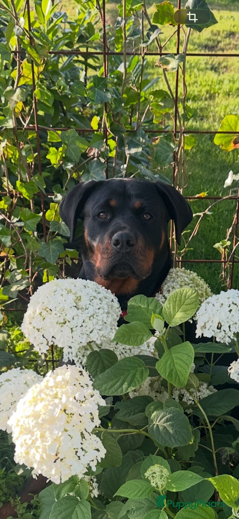 Rottweiler honden Mooie rottweiler pups tekoop - Advertentie 1