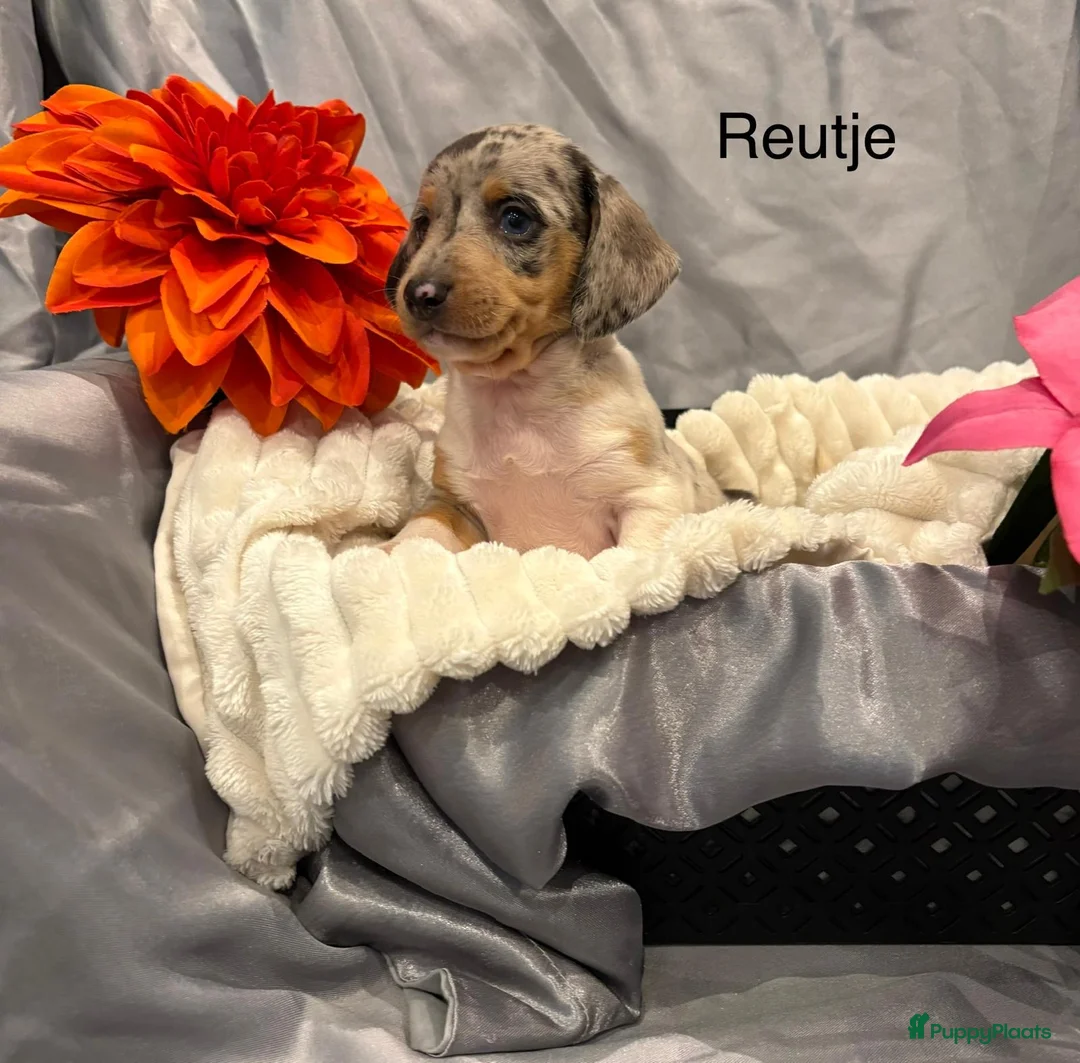 Teckel (korthaar)  honden te koop: Teckel pups - Advertentie 1
