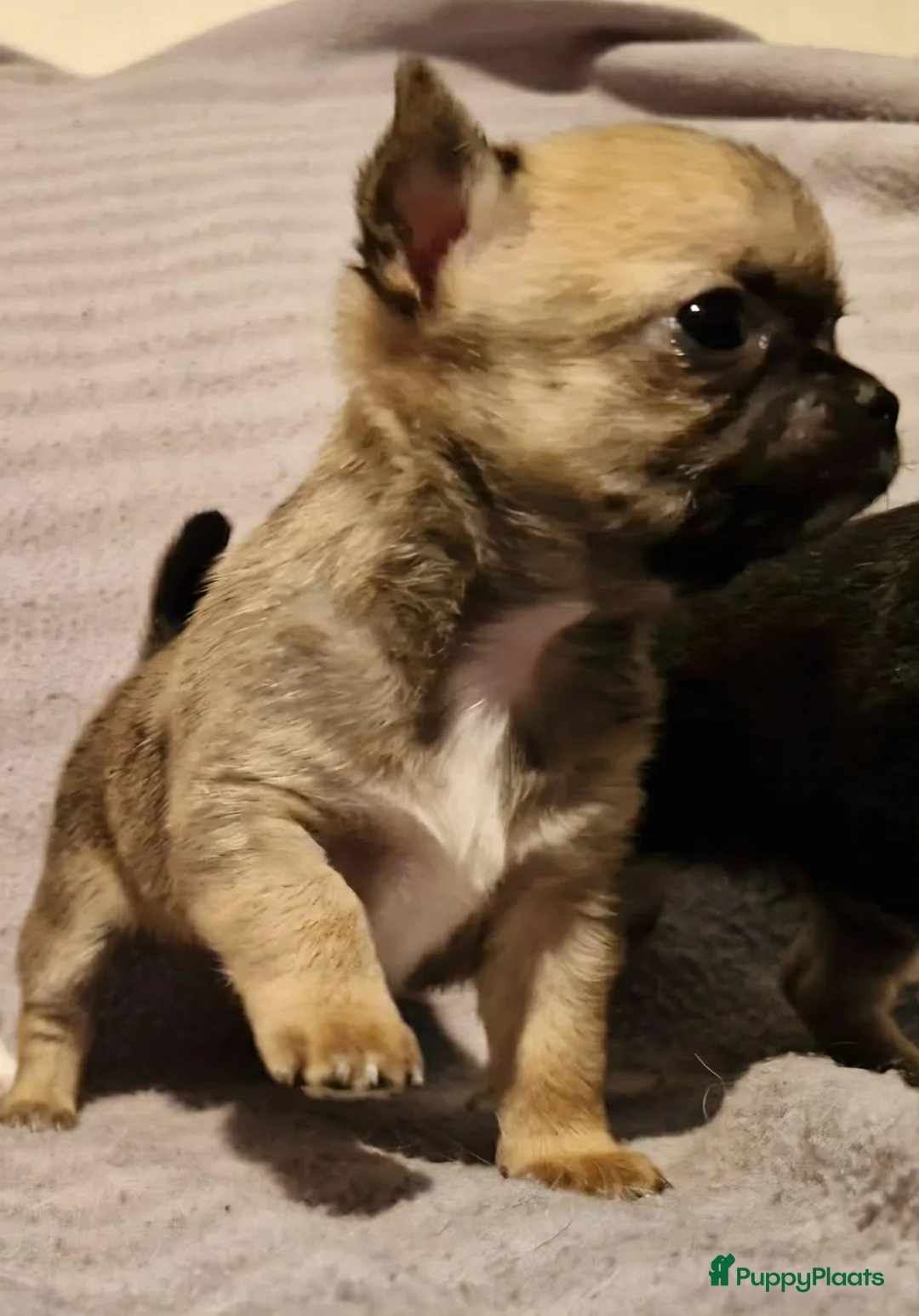 Chihuahua honden te koop: Knap wildkleur chihuahua teefje - Advertentie 3