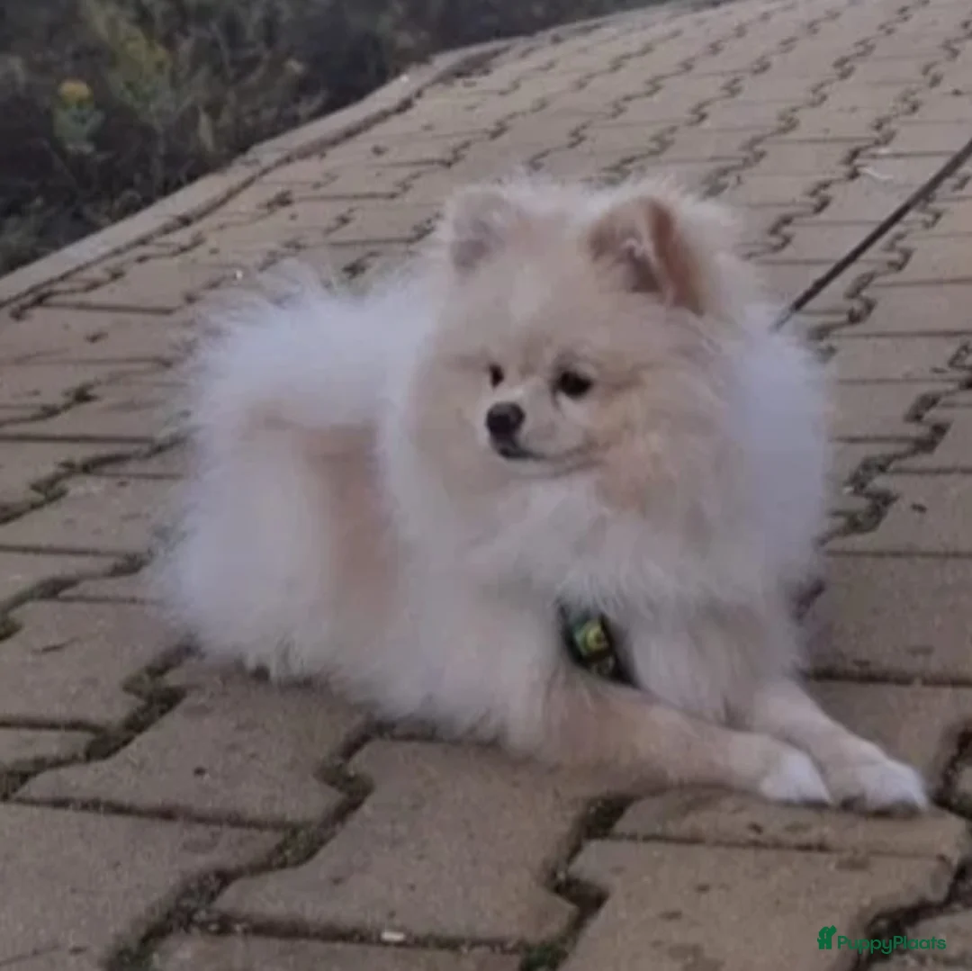 Pomeriaan honden te koop: drie pluizige baby's - Advertentie 10