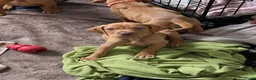 Vizsla korthaar honden te koop: Kortharige Hongaarse Vizsla-pups - Advertentie 6