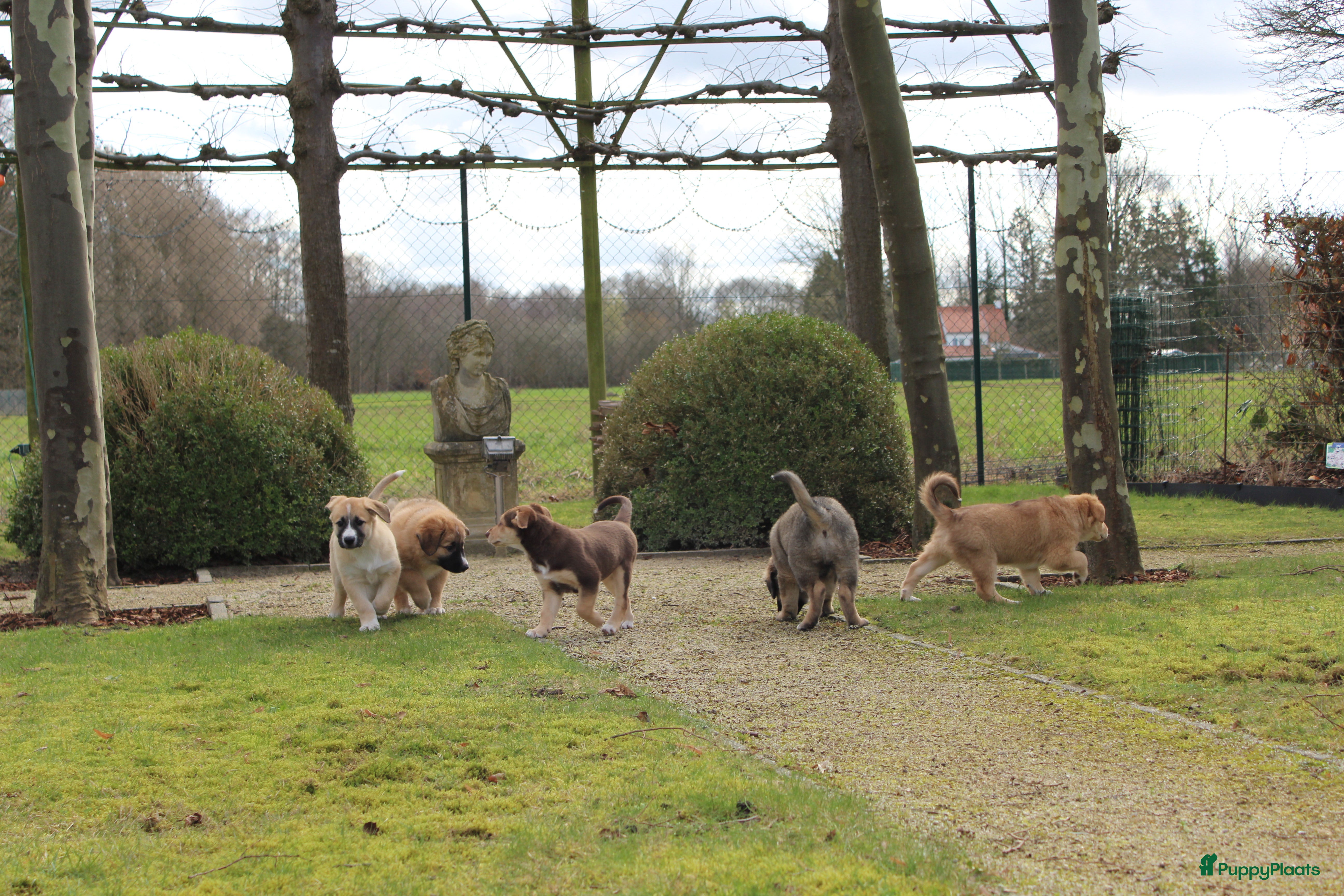 Kruising honden 🐾 Lieve, sociale pups zoeken hun gouden mandje 🐾 - Advertentie 5