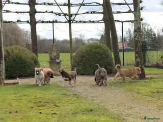 Kruising honden 🐾 Lieve, sociale pups zoeken hun gouden mandje 🐾 - Advertentie 5