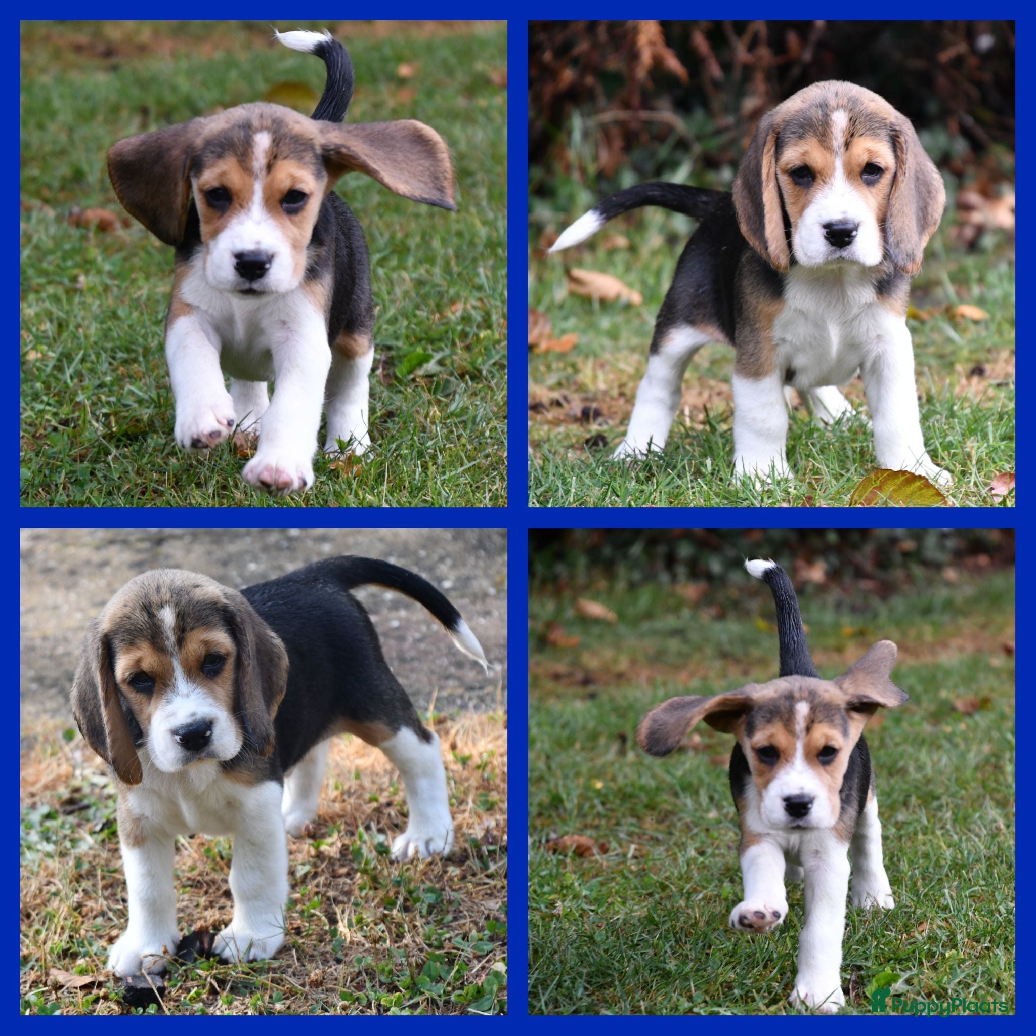Beagle honden Prachtige Beagle pups  - Advertentie 1