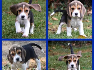 Beagle honden Prachtige Beagle pups - Advertentie 1