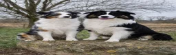 Australian Shepherd honden te koop: Australian Shepherd reutje met stamboom - Advertentie 11