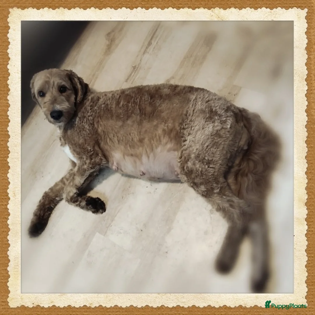 Kruising honden te koop: Goldendoodle x Bernerdoodle pups in Overberg - Advertentie 5