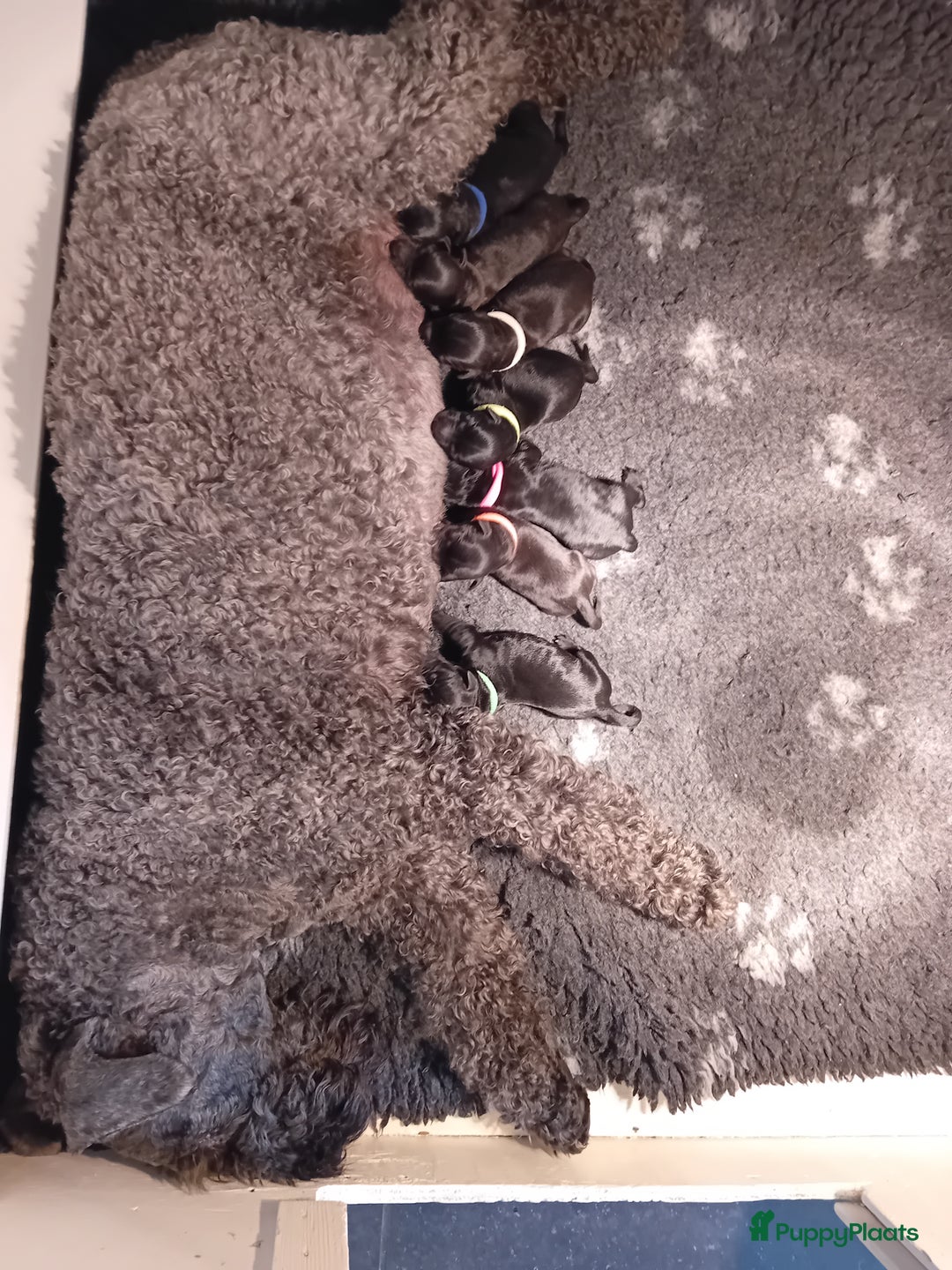 Kerry Blue Terriër honden te koop: Kerry Blue Terriër pups in Horssen - Afbeelding 2