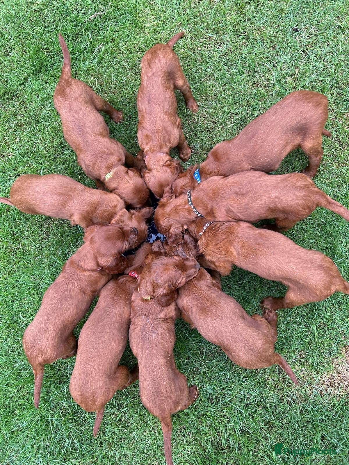 Ierse Setter honden Mooie Ierse setter pups - Advertentie 1